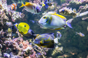 Colorful underwater world with corals and tropical fishes