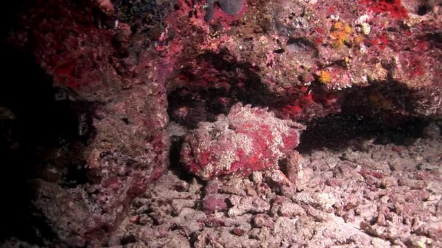 Fish Stone closeup macro video underwater on seabed in Maldives. Unique amazing footage. Abyssal relax diving. Natural aquarium of sea and ocean. Beautiful animals.