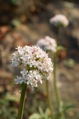 medicinal plant Valeriana flowers close up 