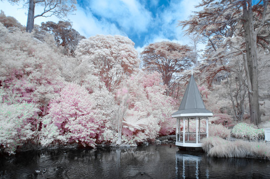 The Duck Pond At The Wellington Botanical Gardens New Zealand