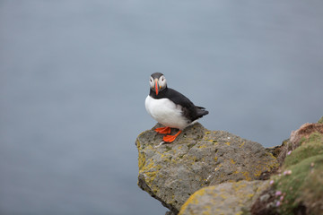 Puffin full 3