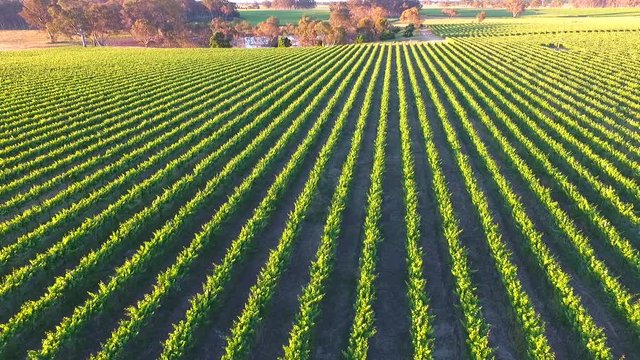 Drone View Aerial of Vineyards South Australia