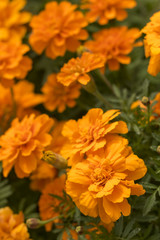 Tagetes Patula; Fully Bloomed French Marigold at Garden in October