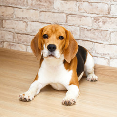 Beagle hound dog