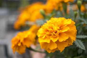 Tagetes Patula; Fully Bloomed French Marigold at Garden in October