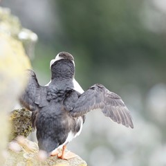 Papageientaucher an den Klippen von Latrabjarg - Westfjorde / Island