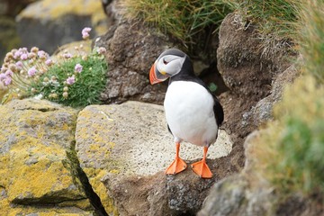 Papageientaucher an den Klippen von Latrabjarg - Westfjorde / Island