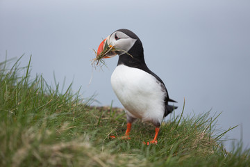 Puffin with grass 2