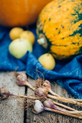 Autumn harvest, the garlic in the foreground, close-up