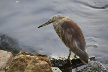 bird on lake