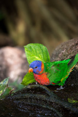 Rainbow Lorikeet Sitting on Tree Trunk in the Jungle, Australia