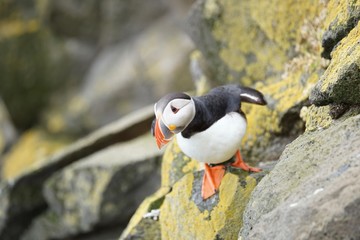 Papageientaucher an den Klippen von Latrabjarg - Westfjorde / Island