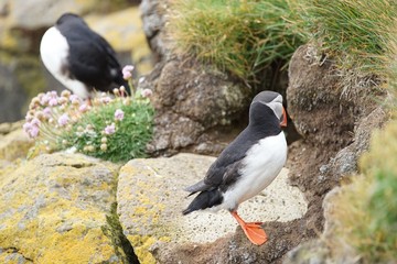 Papageientaucher an den Klippen von Latrabjarg - Westfjorde / Island