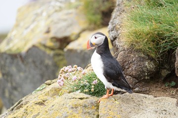 Papageientaucher an den Klippen von Latrabjarg - Westfjorde / Island