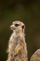 Fototapeta premium Single Meerkat Checking the Area, Selective Focus, Africa