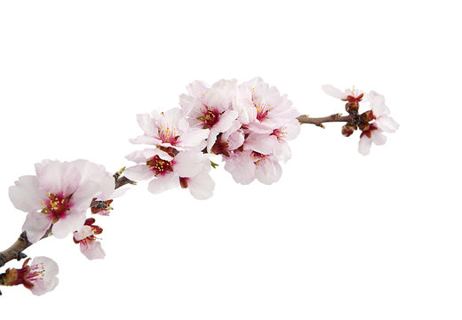 flor de almendro aislada en fondo blanco 
