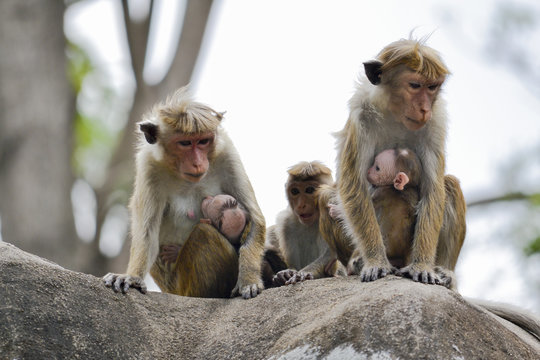 monkey with her baby