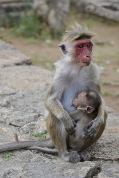 monkey with her baby