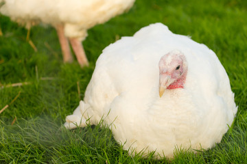 Puten auf dem Biohof