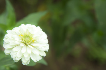 Beautiful zinnea-white blooming background.