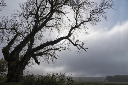 old poplar tree with scary bare branches next to a field against a gray cloudy sky, autumn landscape with copy space