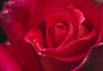 a red rose bud