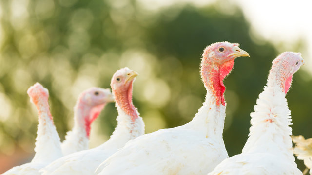 Puten auf dem Biohof