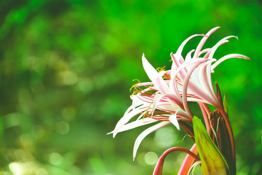 Crinum