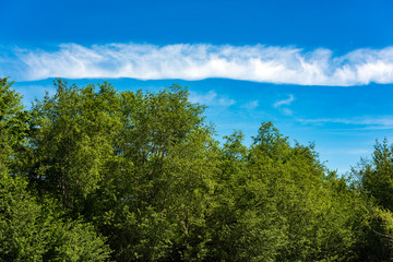 Green trees against the blue sky