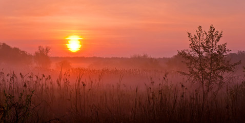 Fototapeta na wymiar Foggy Landscape. Early Morning on a meadow.