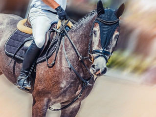 Dapple gray dressage horse and rider in uniform performing jump at show jumping competition....