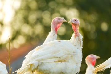 Puten auf dem Biohof