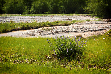 Blue wild flowers