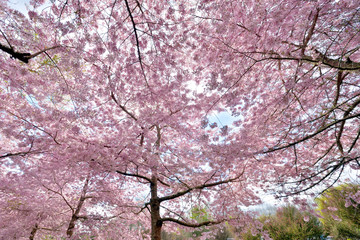 Delicate cherry blossoms in full bloom in New Zealand