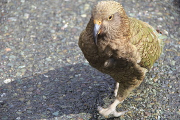景勝地モンキークリークで出会ったニュージランドの固有種「ケア」(ニュージーランド)