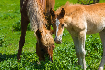 Horse and foal