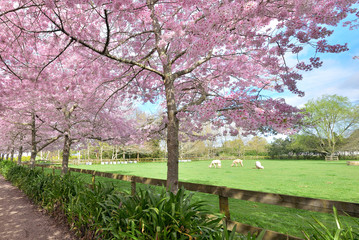 Delicate cherry blossoms in full bloom in New Zealand - 176962449