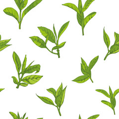 seamless pattern with herbs, vector illustration hand-drawn  leaves and branches of tea