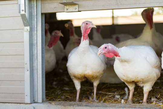 Puten auf dem Biohof