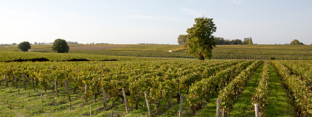 green vineyards in bordeaux haut medoc in france, french wine