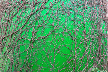 A creeper vine with pink flowers on a green wall