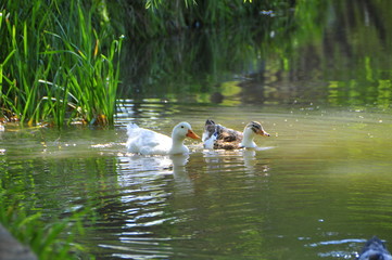 A lovely duck in the lake