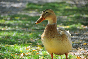 A lovely duck in the lake