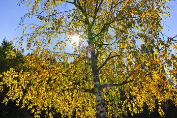 Autumn view with Yellow trees in South Park in city of Sofia, Bulgaria