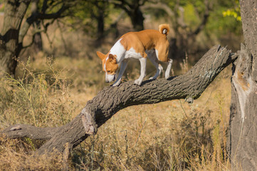 Wild Basenji exploring nearest territory on a broken tree branch at sunny day