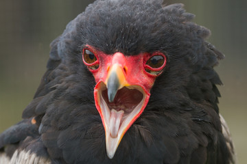 photo portrait of a Bateleur Eagle