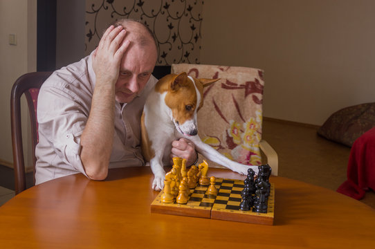 Mature man with basenji dog thinking on a next move in chess game