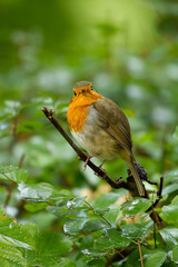 photo of a little Robin sitting on a branch