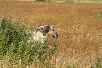 Obraz na płótnie Canvas photo of a Konik wild horse in long grass