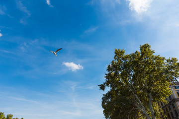 Seagull flying under a shining sun